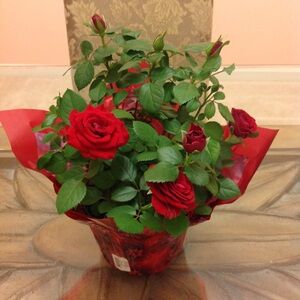 Meet your Posher, Orretta